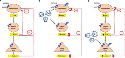 Management of Patients With Glucocorticoid-Related Diseases and COVID-19